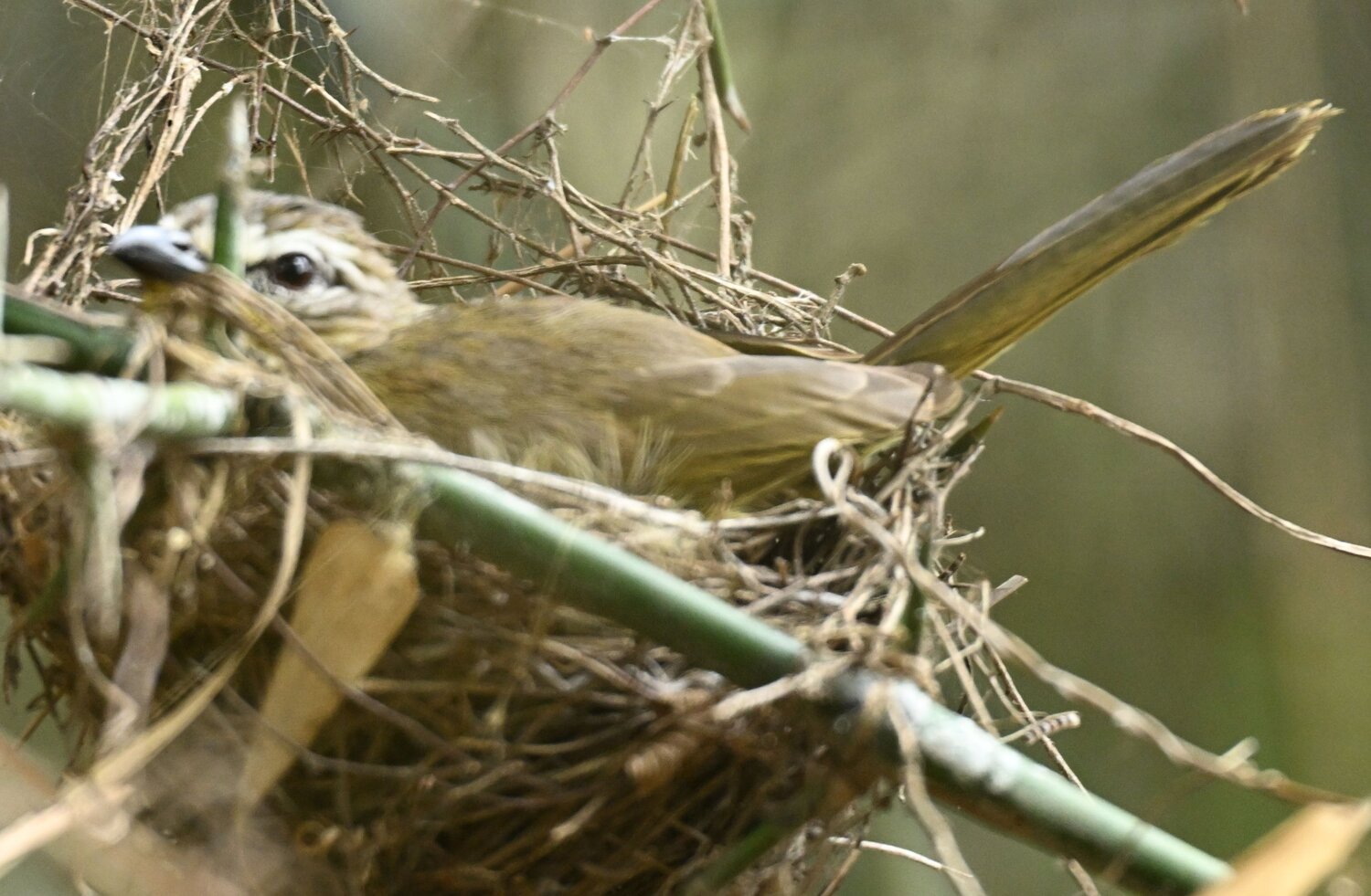 White browed bul bul bird incubating egg