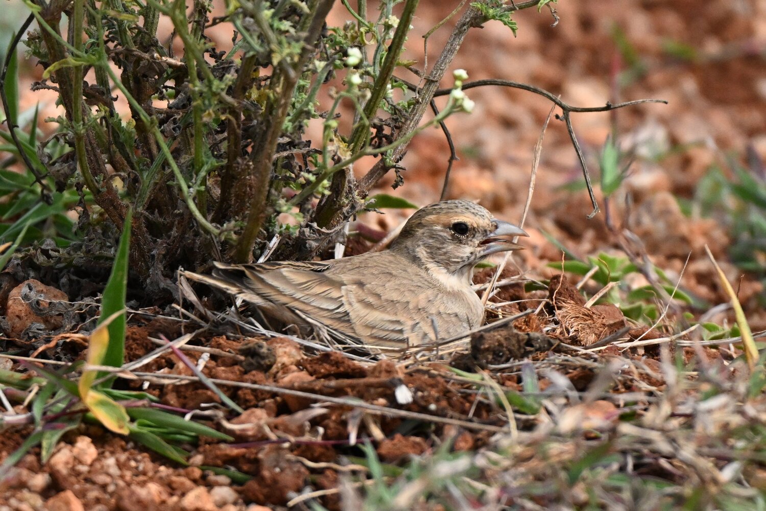 Ashy crowned sparrow lark bird incubating egg