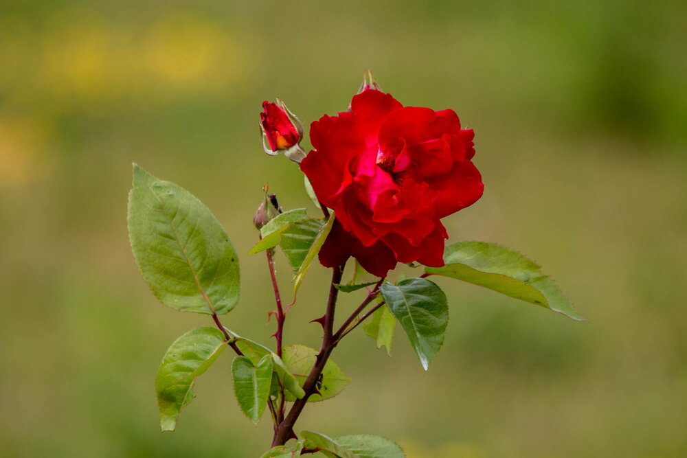 Photograph by Тимофей Черепанов
