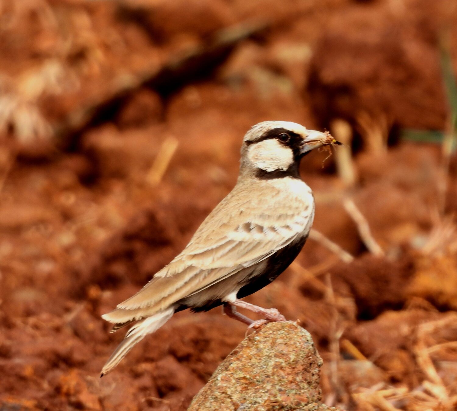 Ashy crowned sparrow lark carrying feed to be deeded to its chick