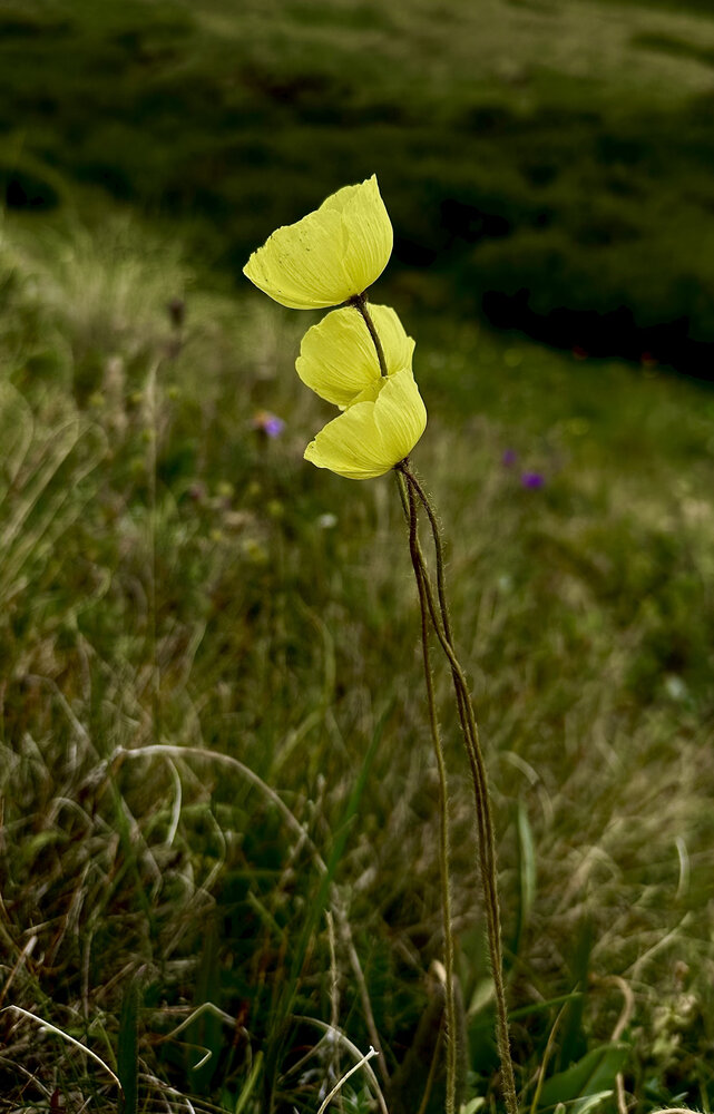 Photograph by Ольга Виноградова