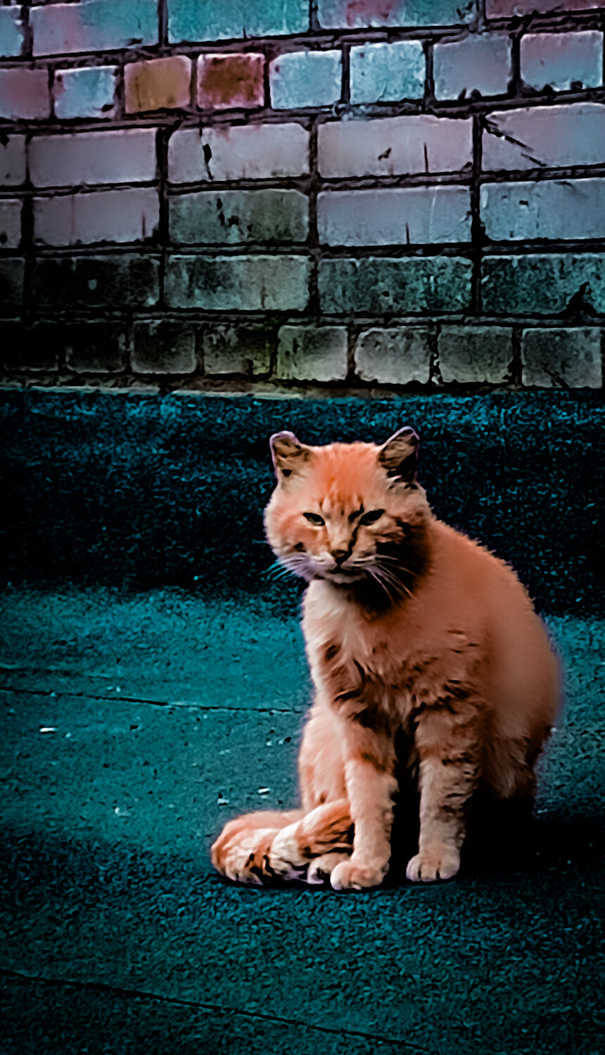 Photo #13867866