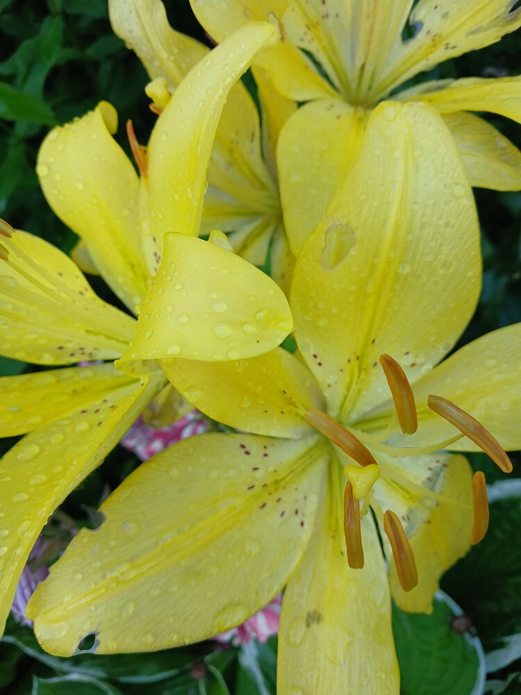 Photograph by Ольга Юрченко