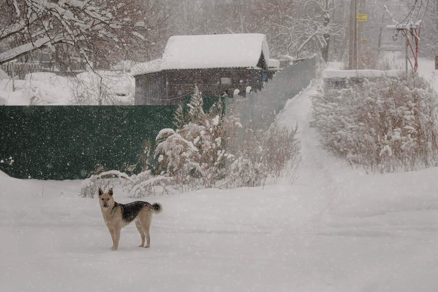 Photo #13868067