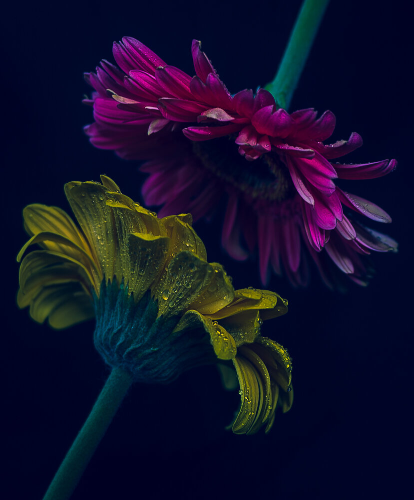 A Tale of Two Blooms