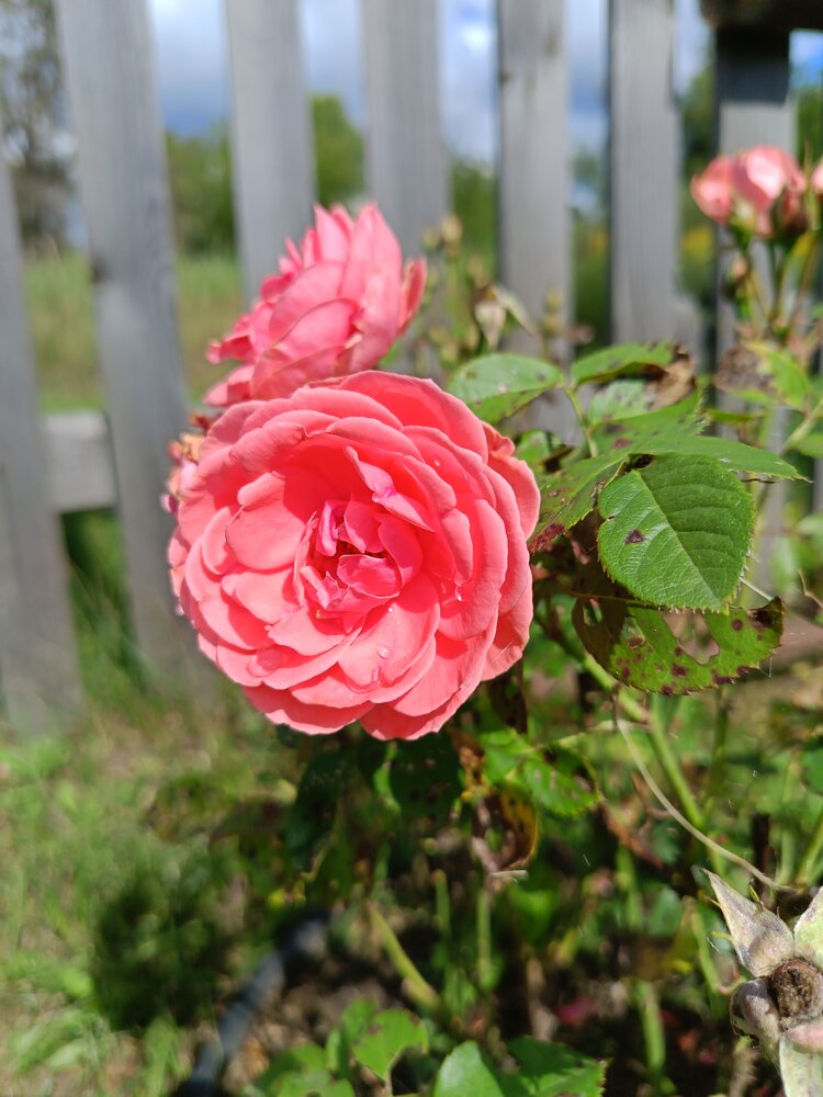 Photograph by Воронова Светлана