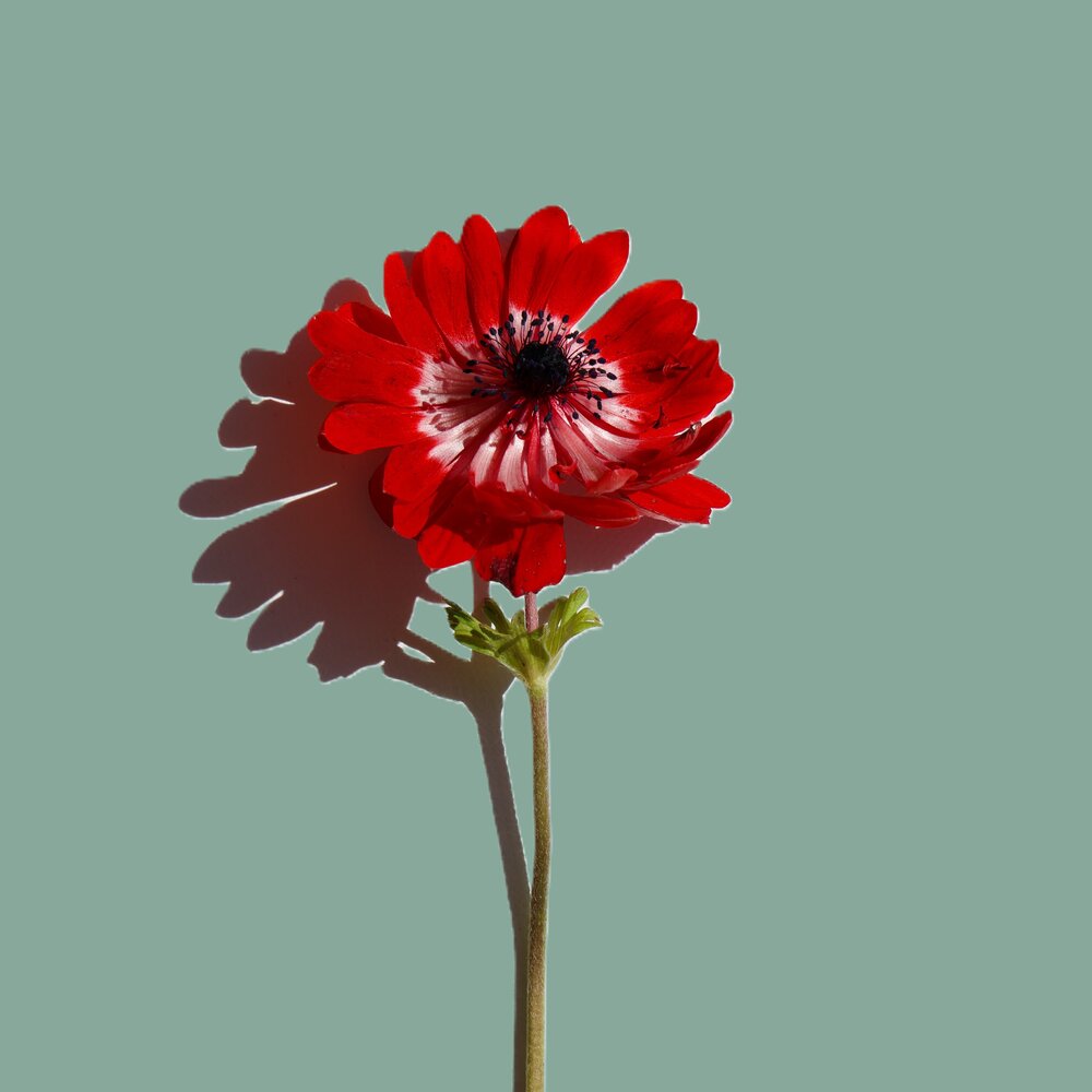 Photograph by Mayya Khrolovich
