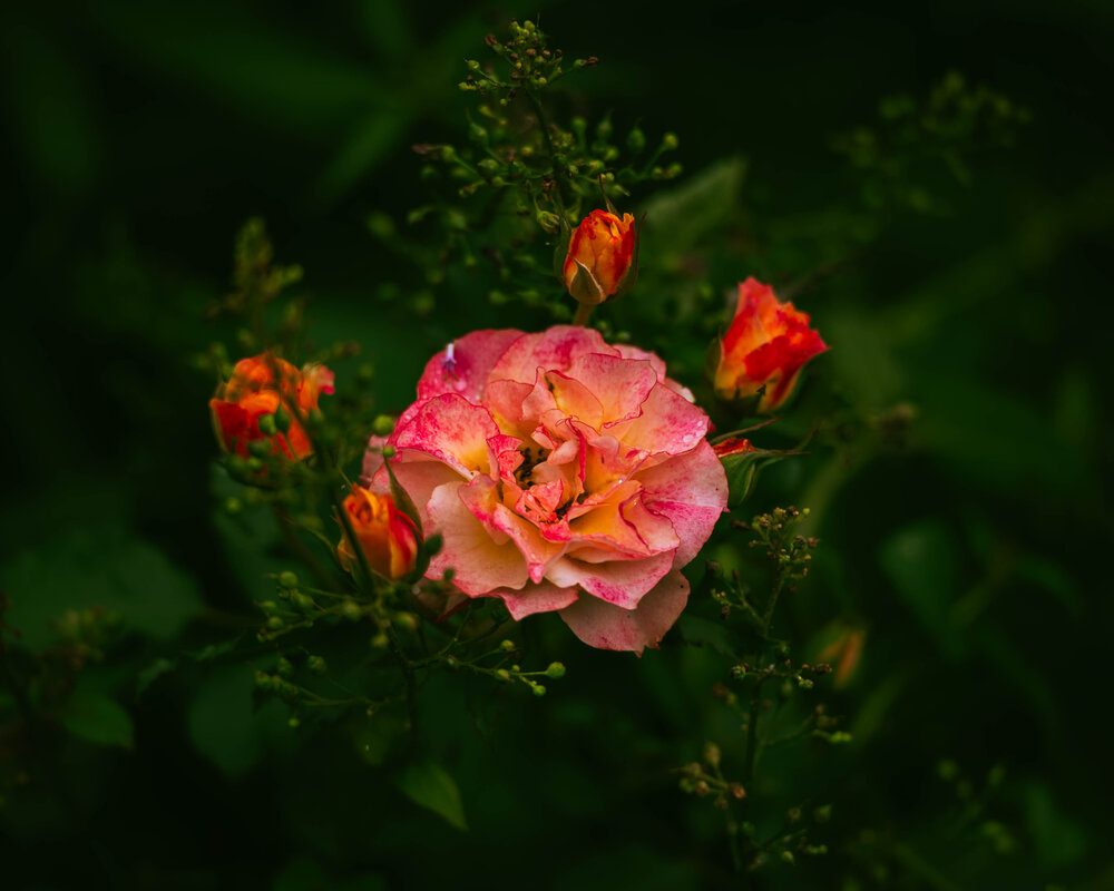 Photograph by Амир Сайдиев