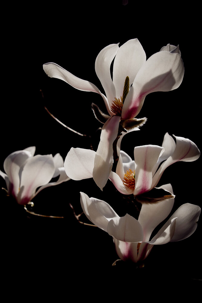 Photograph by Елена Щитова