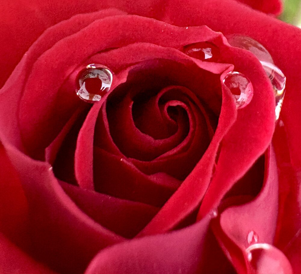 Red petals