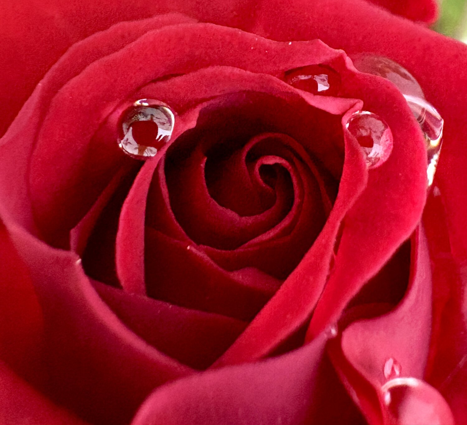 Red petals