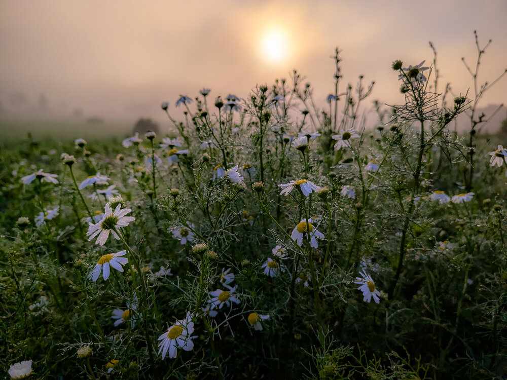 Photograph by Кондрашова Светлана