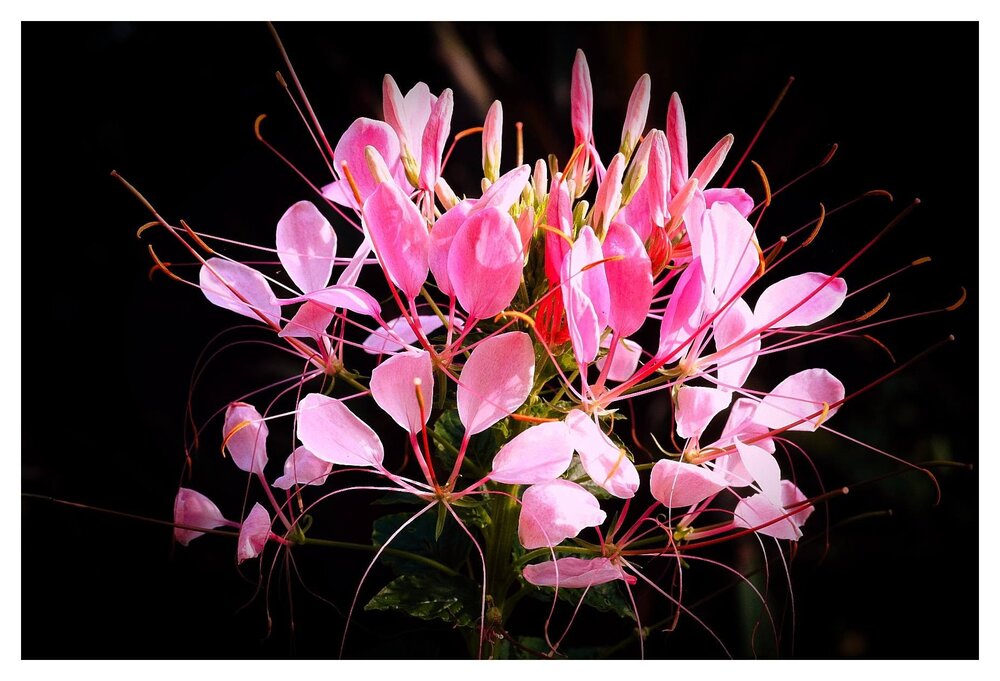 Photograph by nguyen phuc