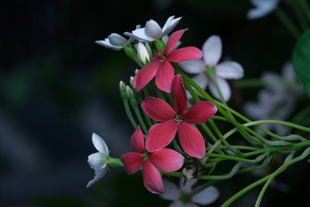 Photograph by nguyen phuc