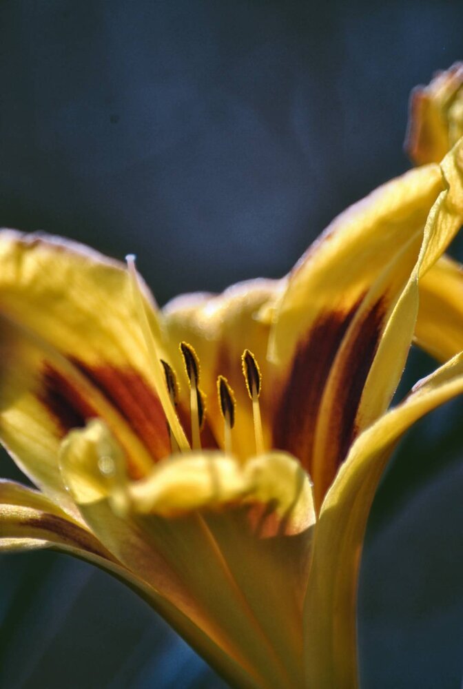 Photograph by Юлия Коновалова