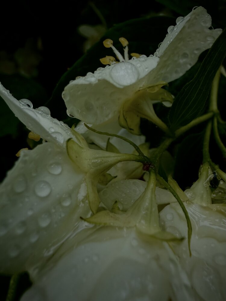 Photograph by Елена Зенкевич