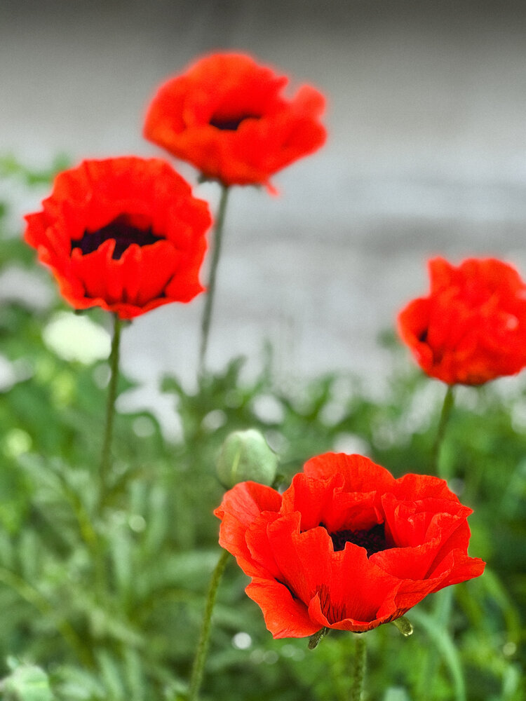 Photograph by Ольга Имамкулиева