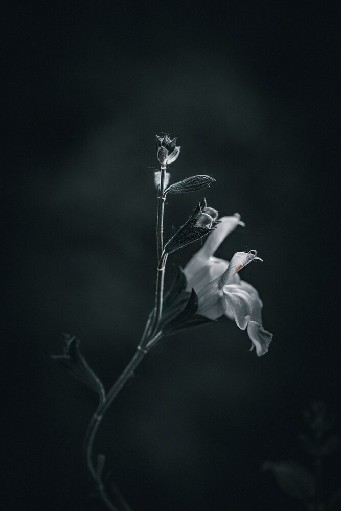 Photograph by Stefania Pelosi