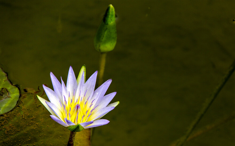 Photograph by Nilton Fotos 1