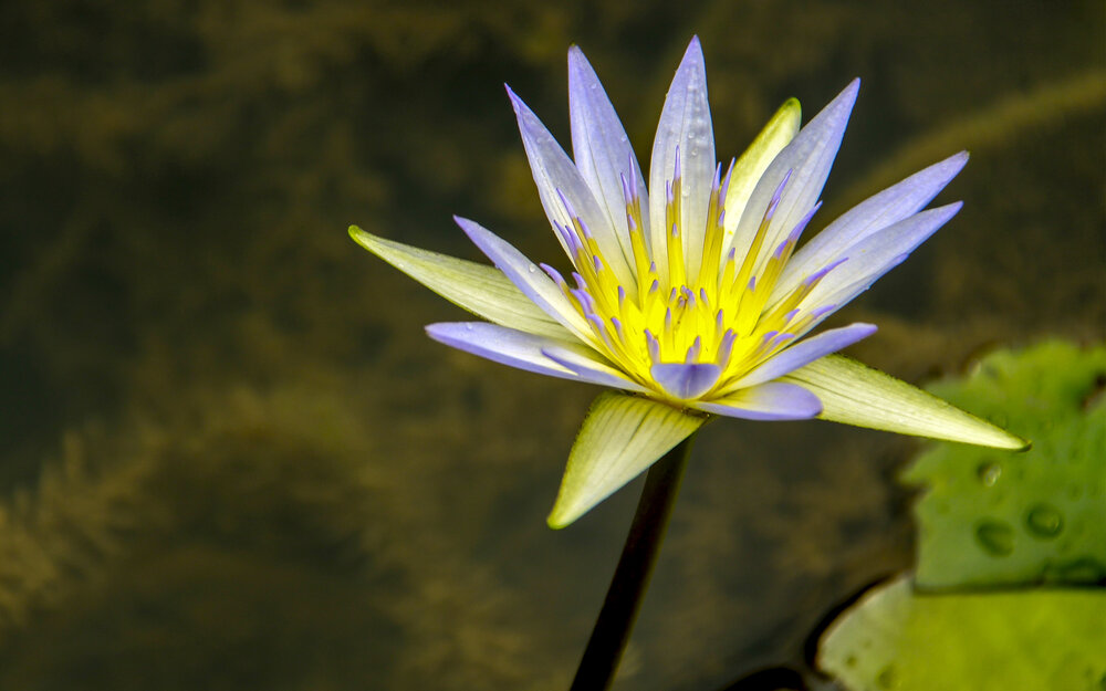 Photograph by Nilton Fotos 1