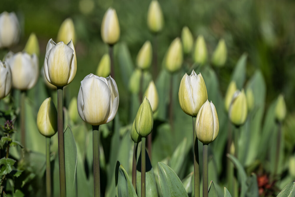 Photograph by Jacky Weckx