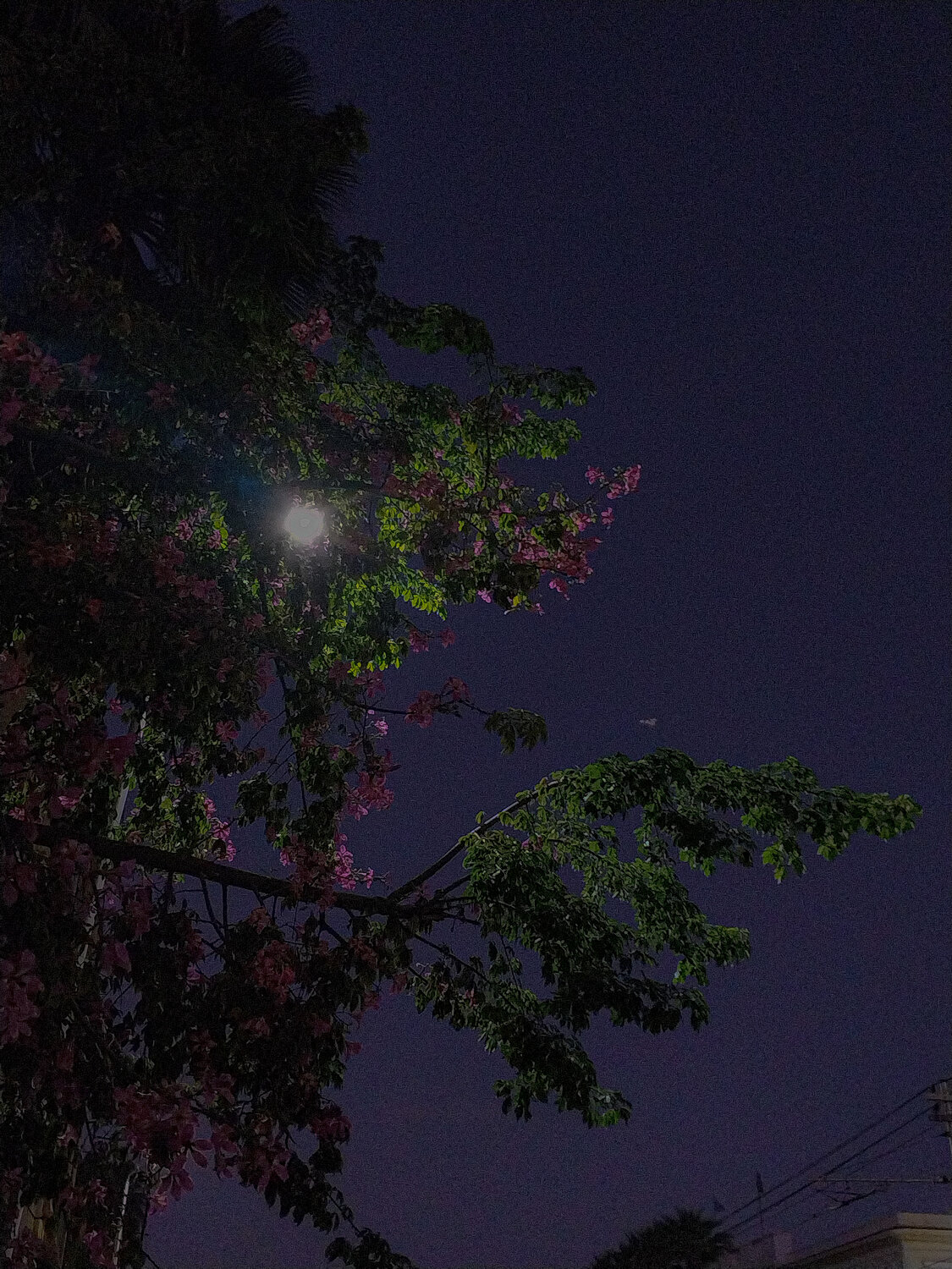 Photo #13869145