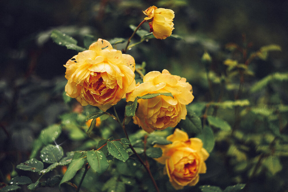 Photograph by Елена Суворова