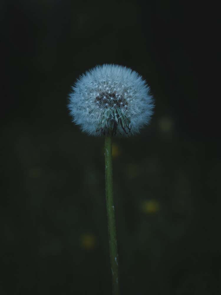 Photograph by Бравичева Анастасия