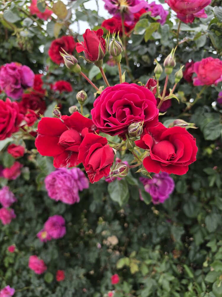 Photograph by Елена Гордеева