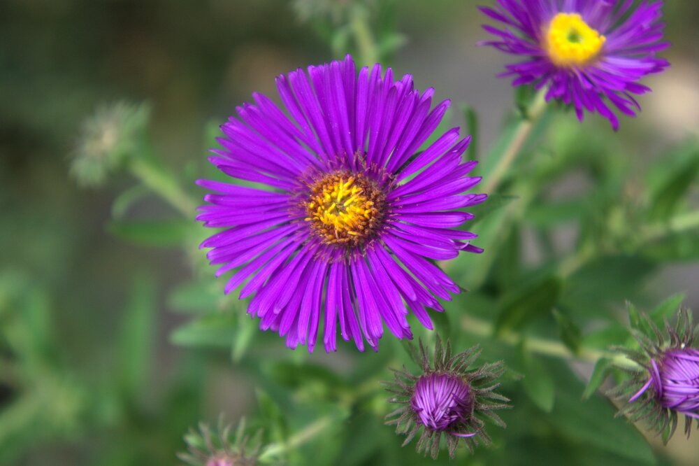 Астра новоанглийская (Symphyotrichum novae-angliae)