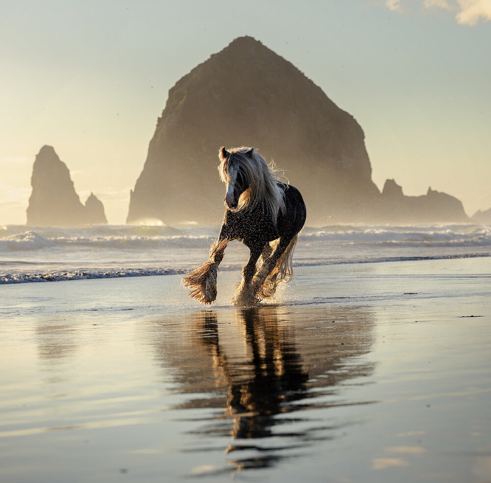 Beach Stallion