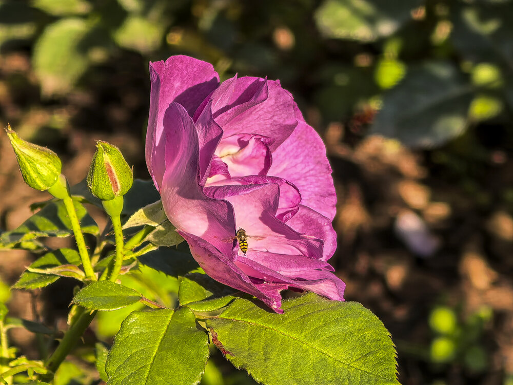Photograph by Александр Порохов