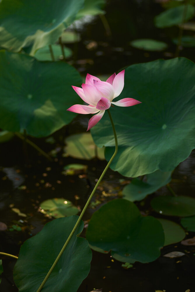 Photograph by Nam Tran Duy