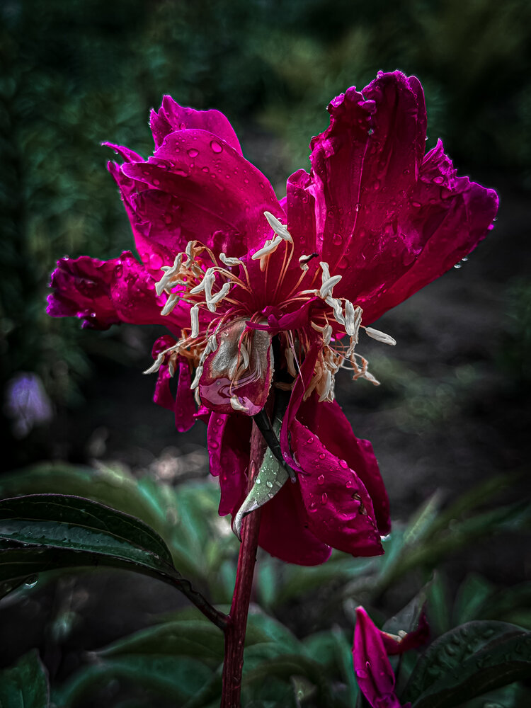 Photograph by Анна Пигулевская
