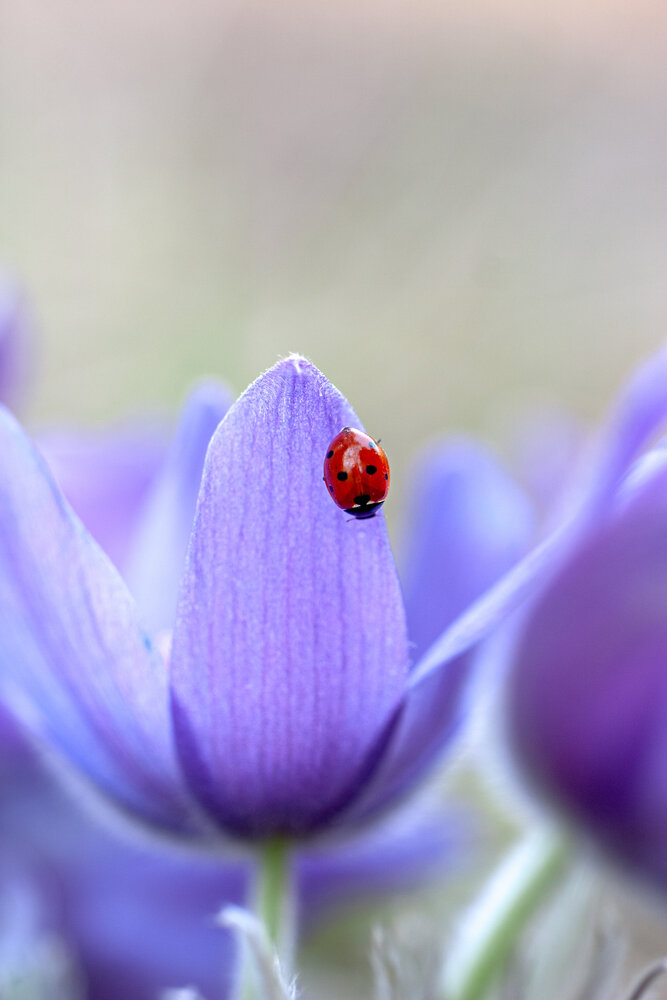 Photograph by Екатерина Молодкина