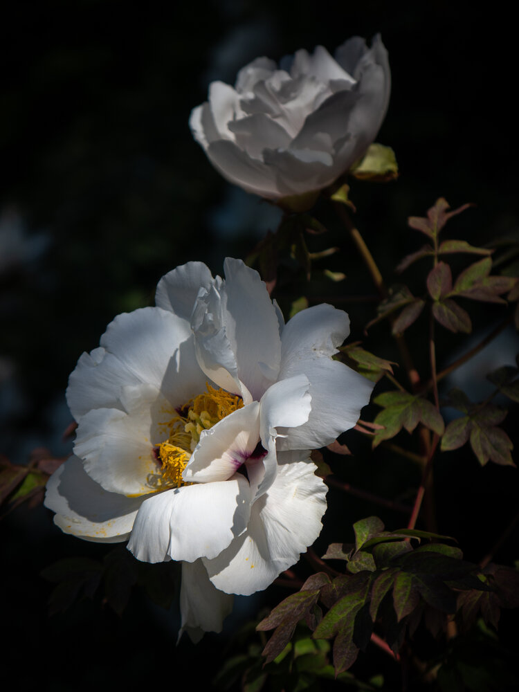 Photograph by Бравичева Анастасия