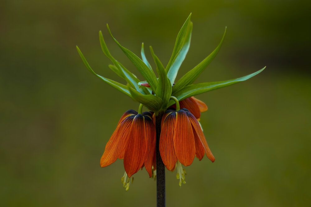 Photograph by Ömer Sarıtas