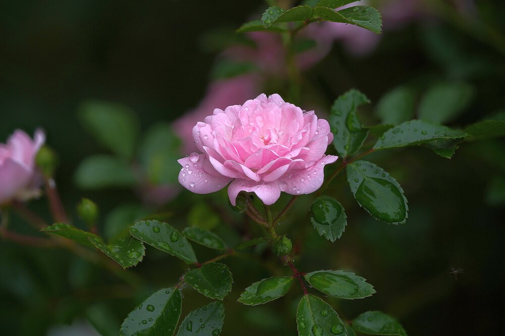 Photograph by Борис Полтавец