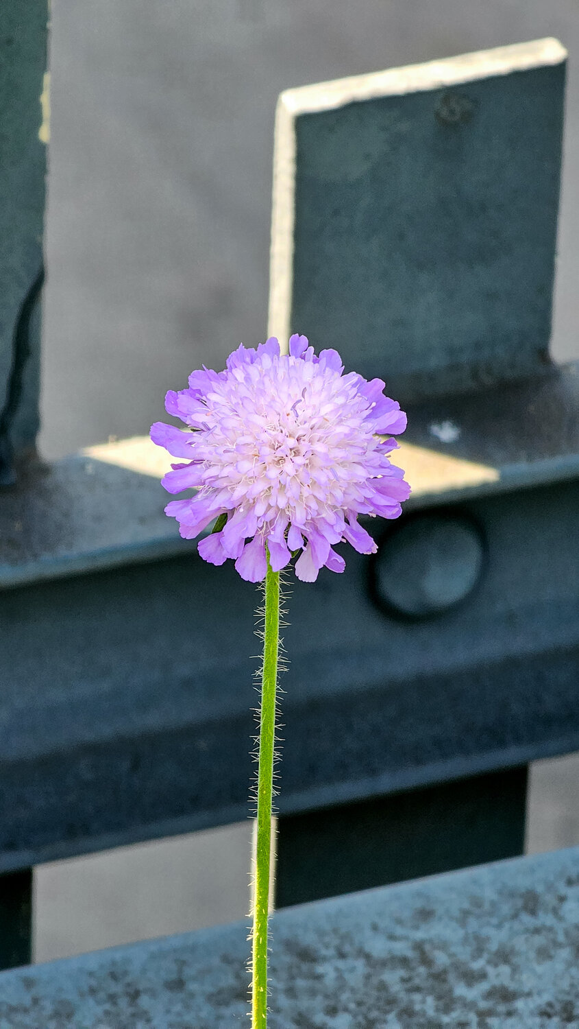 A Quiet Bloom Along the Tracks