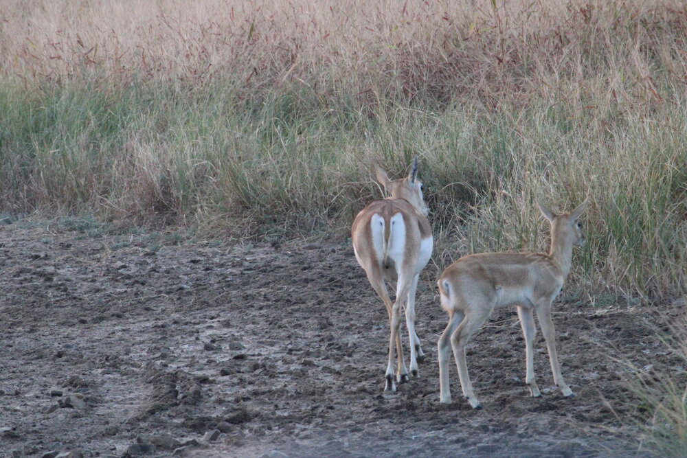 Blackbuck duo