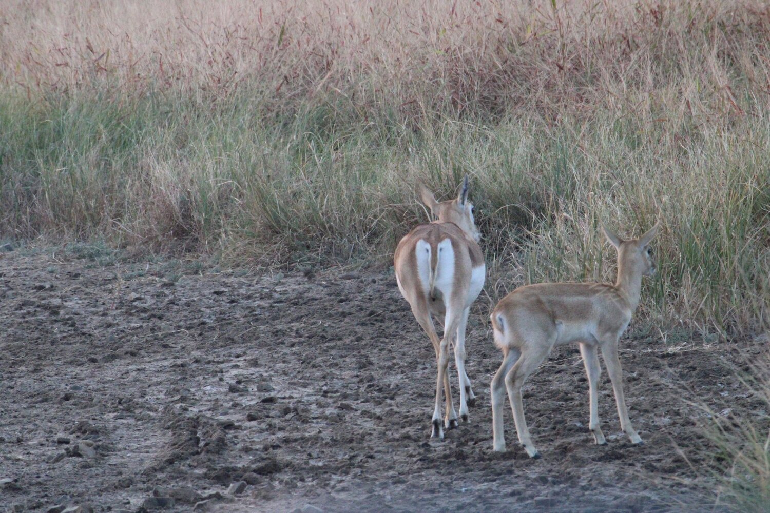 Blackbuck duo