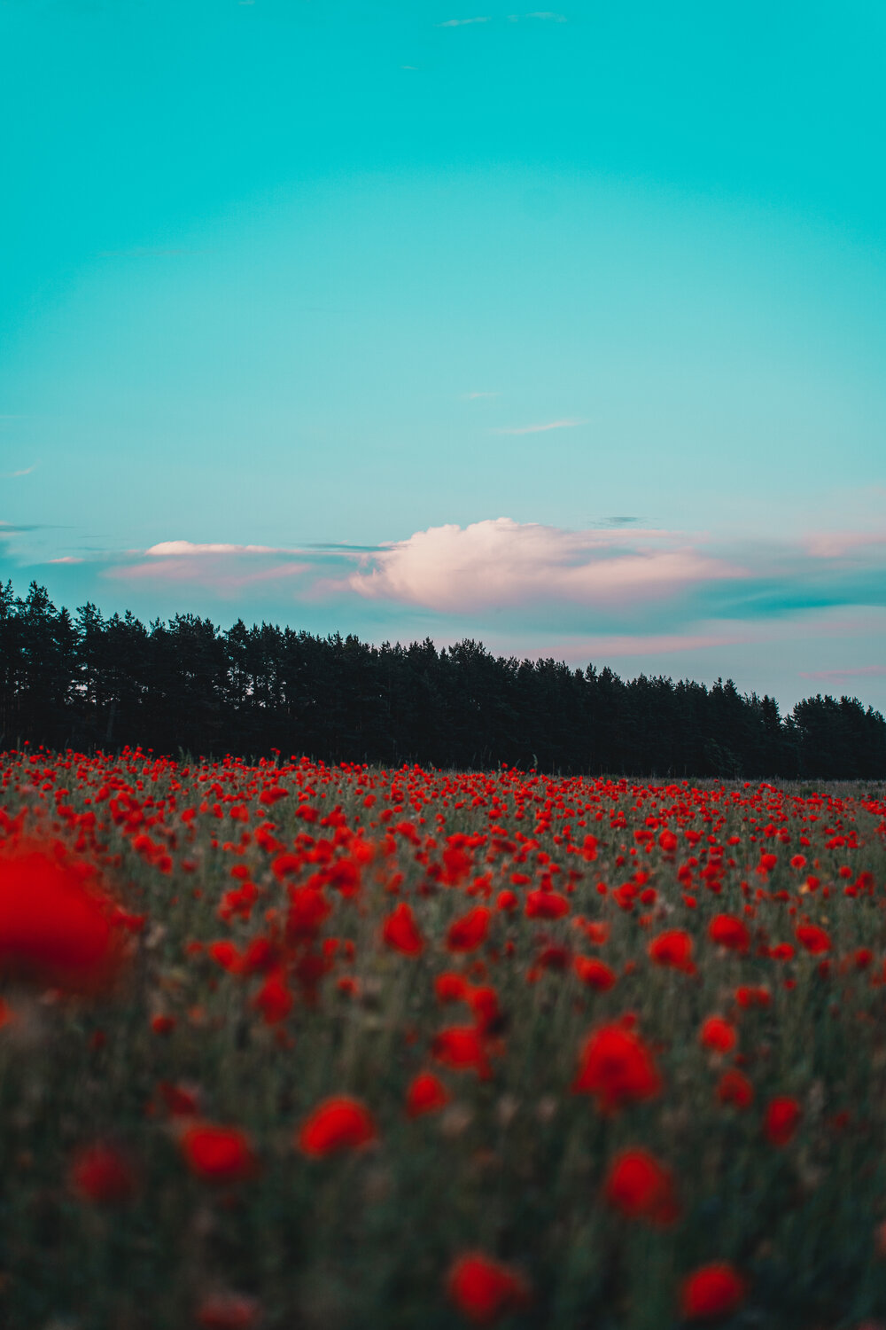 Photo #13869640