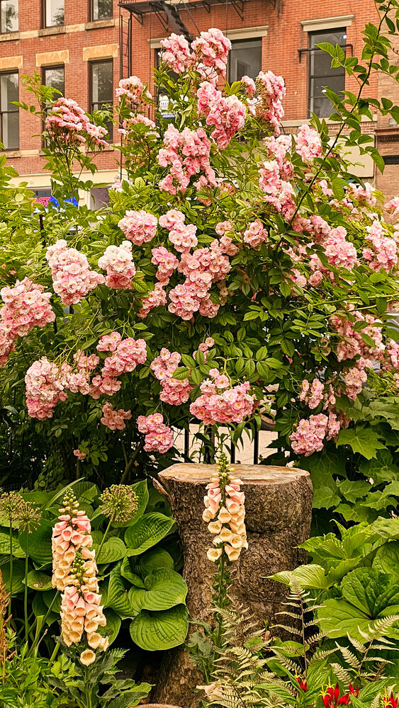 A Hidden Garden in Manhattan