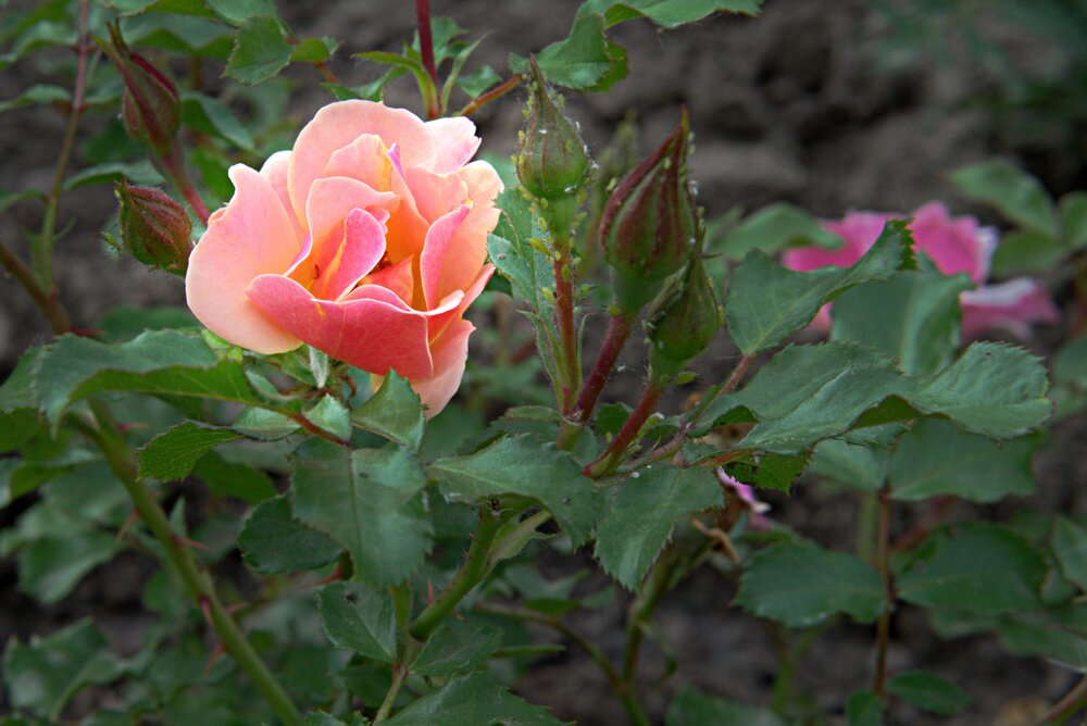 Photograph by Алексей Язвенко