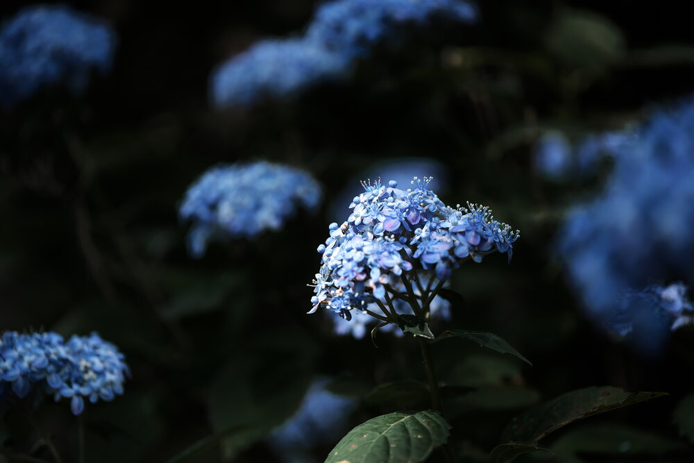 Фотография автора Ikuta Hidenori