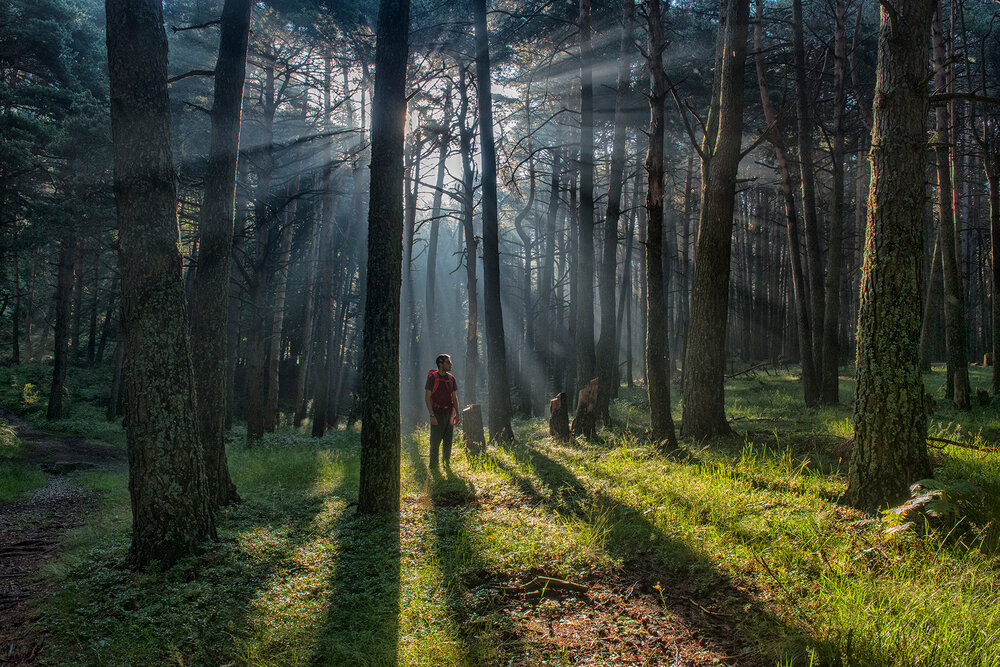 The Wonder of the Forest