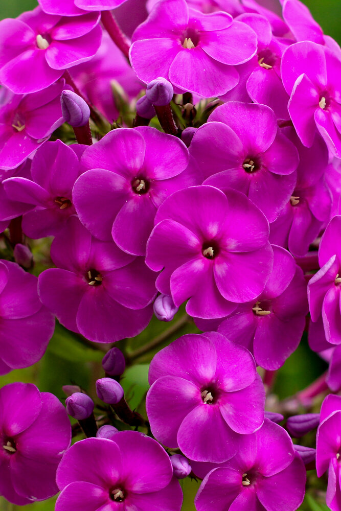 Photograph by Кристина Новикова