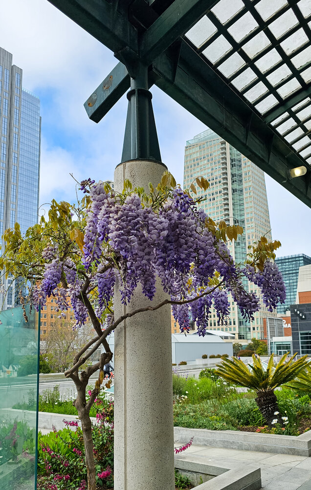 Urban Wisteria