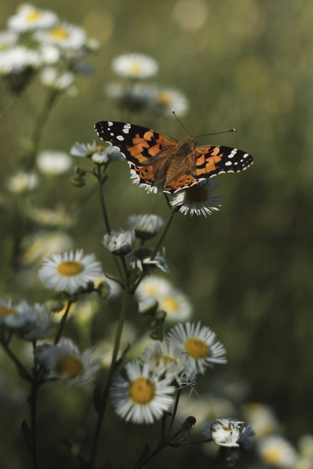 Photo #13870012