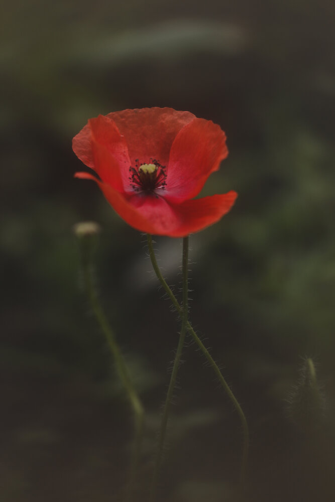 Photograph by Наталья Борозинец